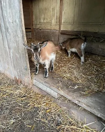 Felsenkeller Appartement