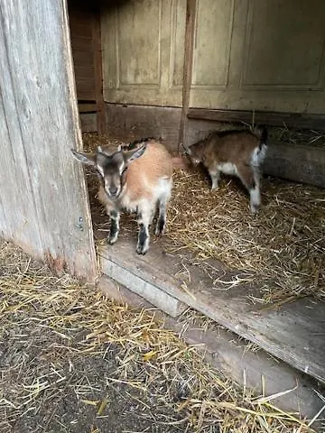 Felsenkeller Apartmán